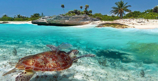 Akumal Bay Tortuga